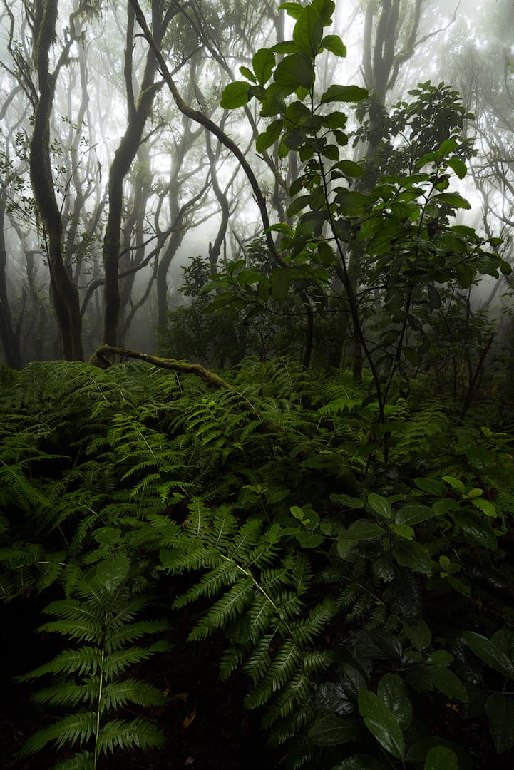 Anaga - Teneriffa – photo by Benjamin Weise